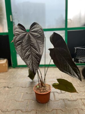 Anthurium Queen of Hearts