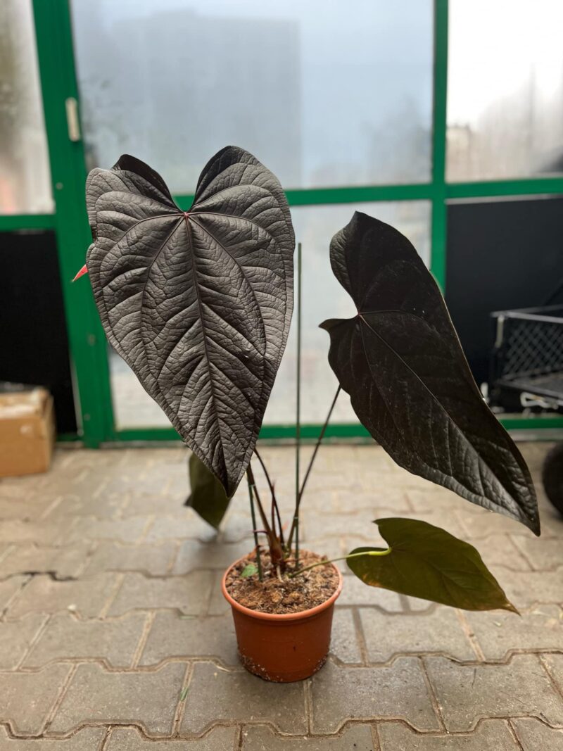 Anthurium Queen of Hearts