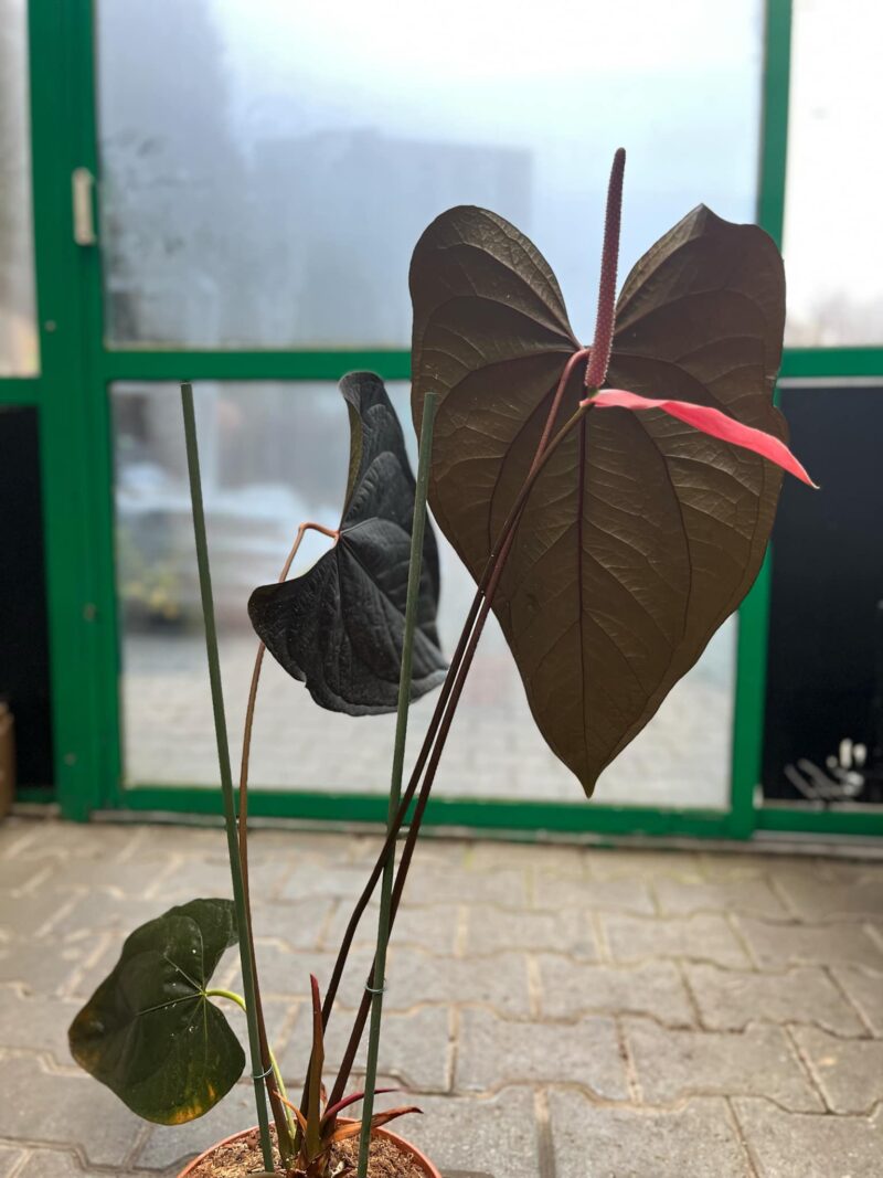 Anthurium Queen of Hearts