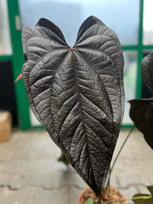 Anthurium Queen of Hearts