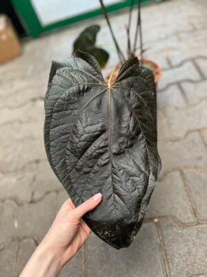 Anthurium Queen of Hearts