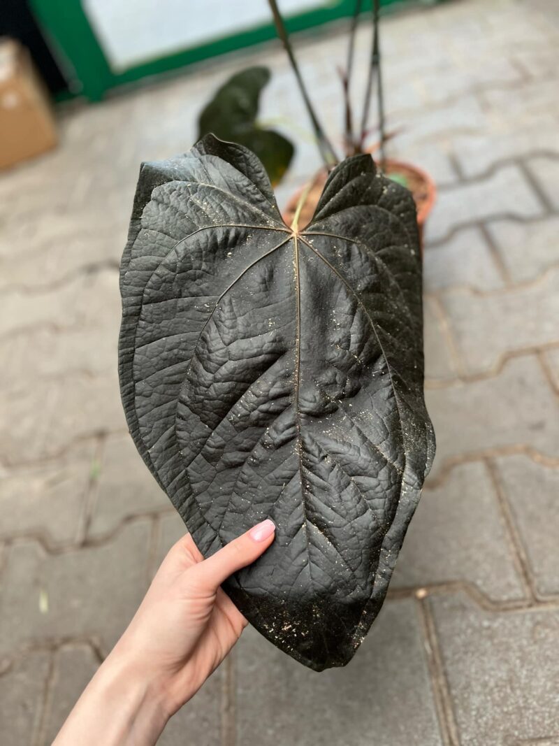 Anthurium Queen of Hearts