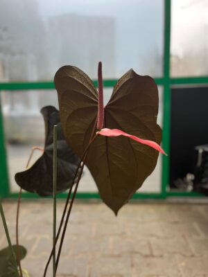 Anthurium Queen of Hearts