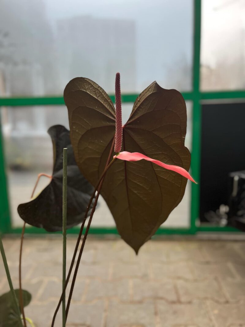 Anthurium Queen of Hearts