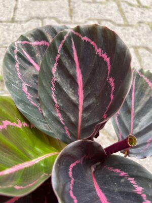 Calathea roseopicta ‘Dottie’