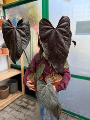 Anthurium Queen of Hearts