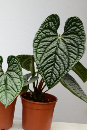 Anthurium Luxurians