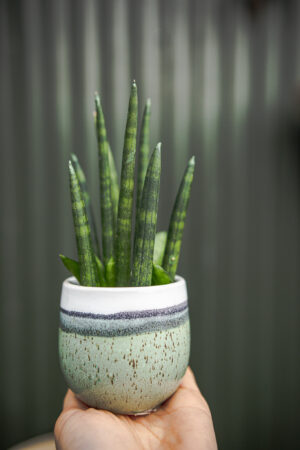 Sansevieria ‘Mini Rocket’