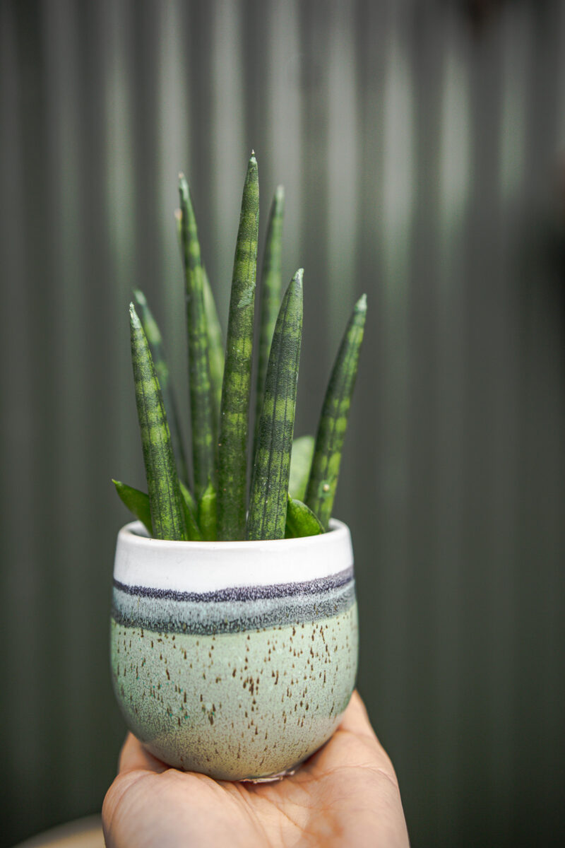 Sansevieria ‘Mini Rocket’
