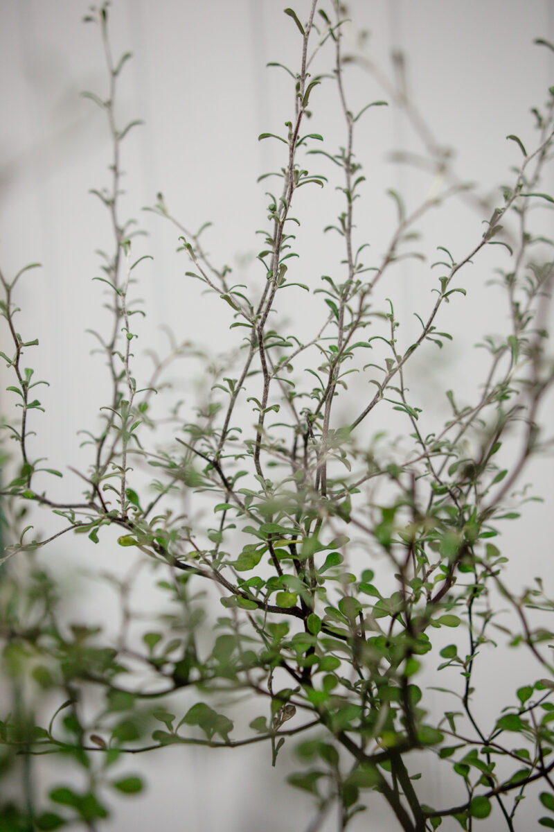 Corokia cotoneaster