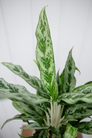 Aglaonema Greyhound