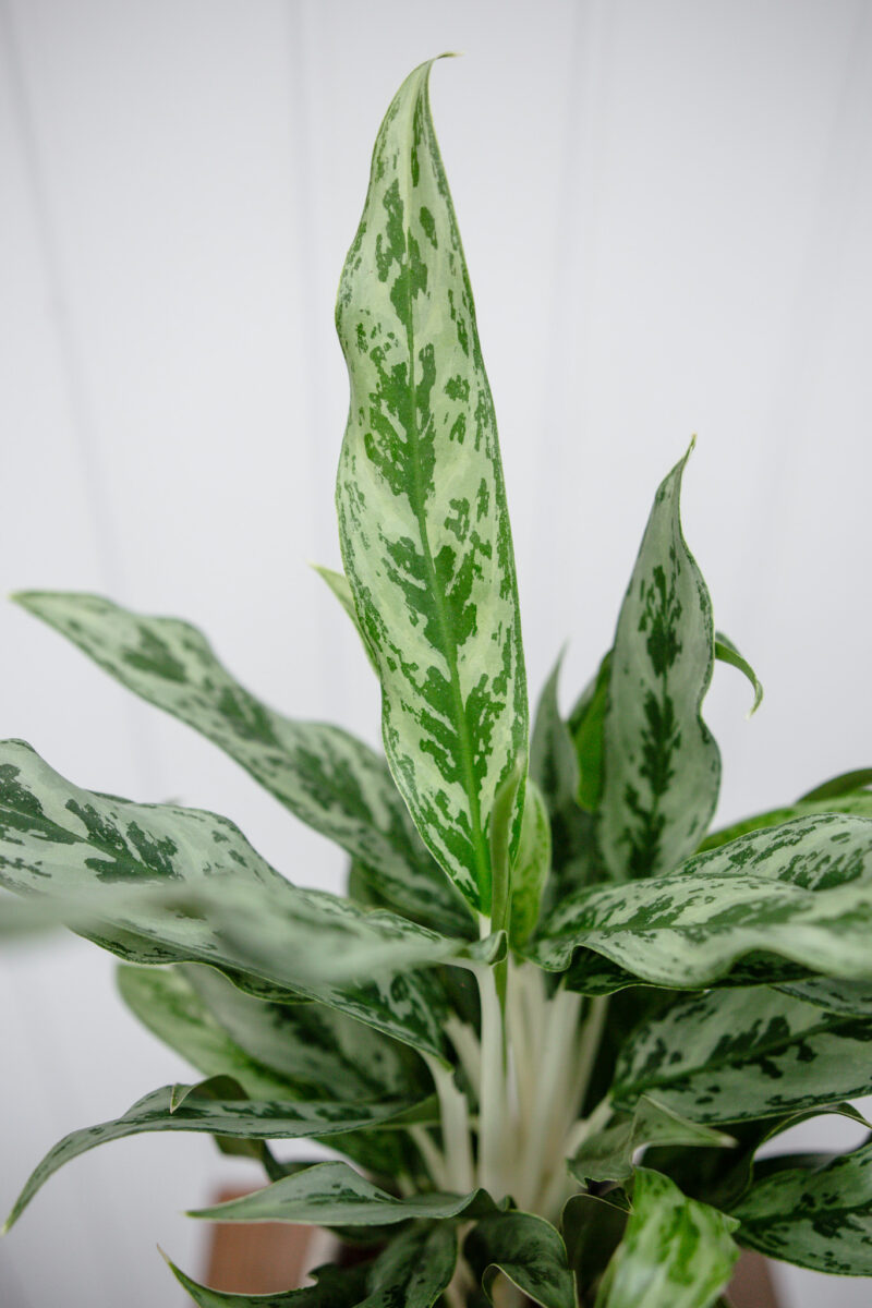 Aglaonema Greyhound