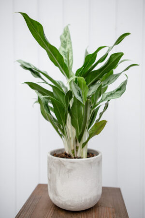 Aglaonema Greyhound