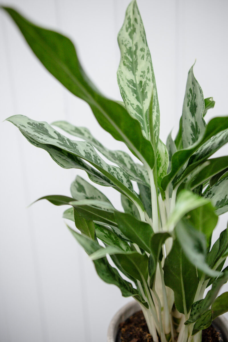 Aglaonema Greyhound