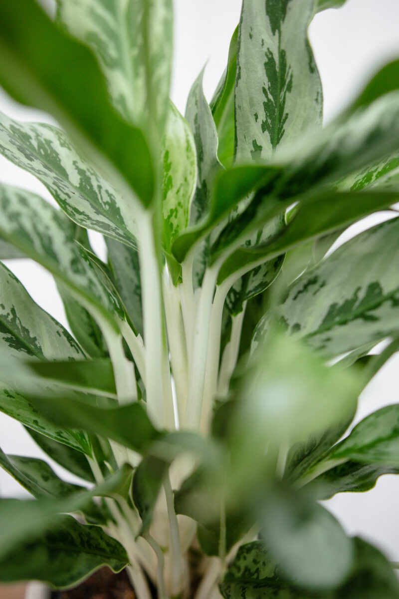 Aglaonema Greyhound