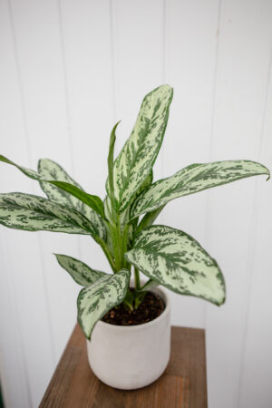Aglaonema Laurel Green
