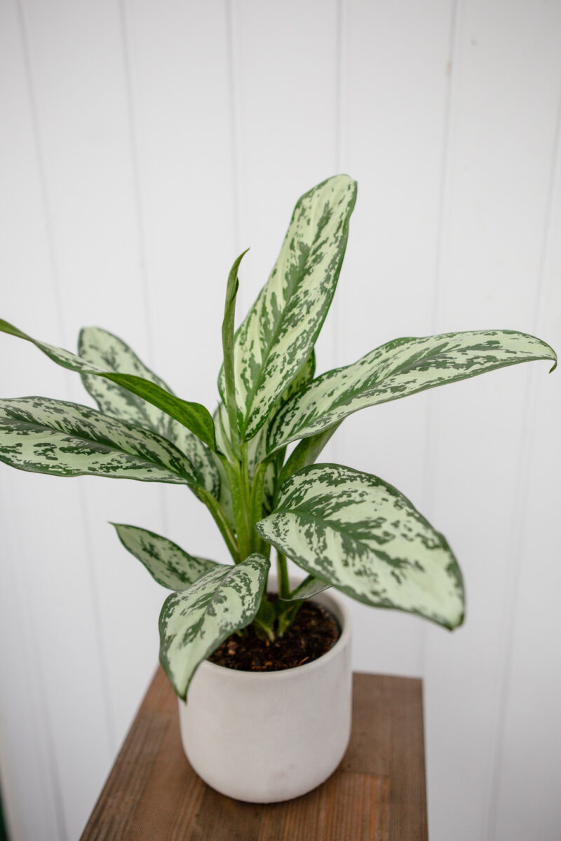 Aglaonema Laurel Green