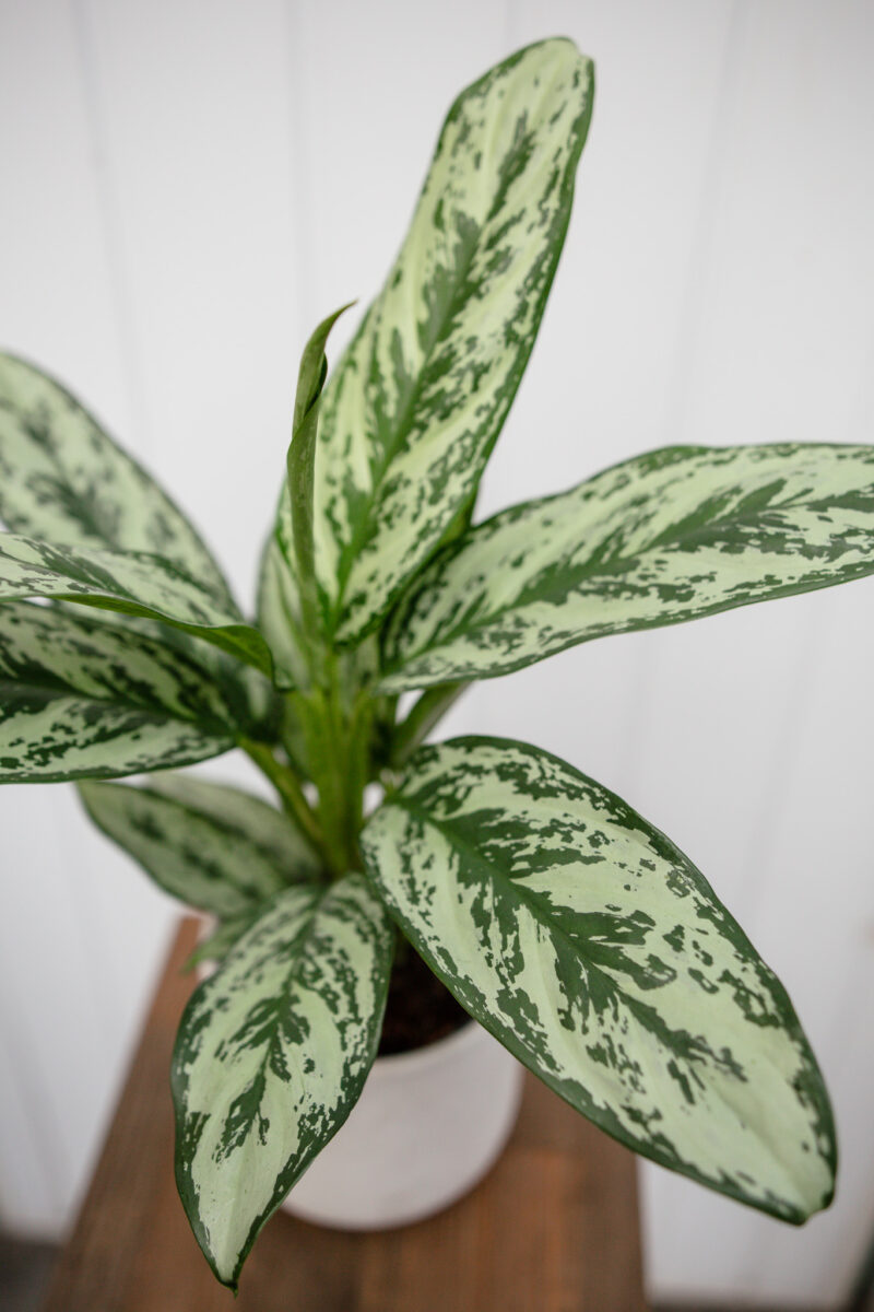 Aglaonema Laurel Green