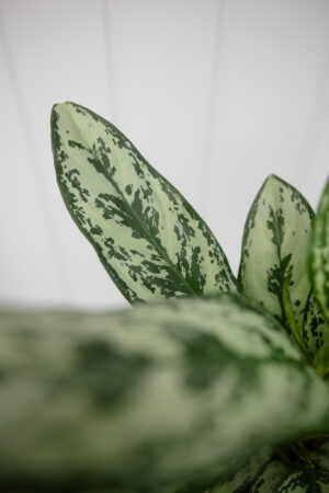 Aglaonema Laurel Green