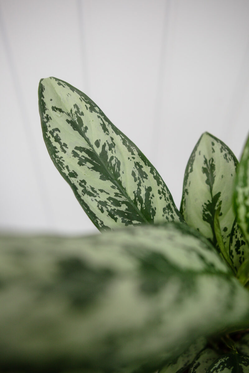 Aglaonema Laurel Green