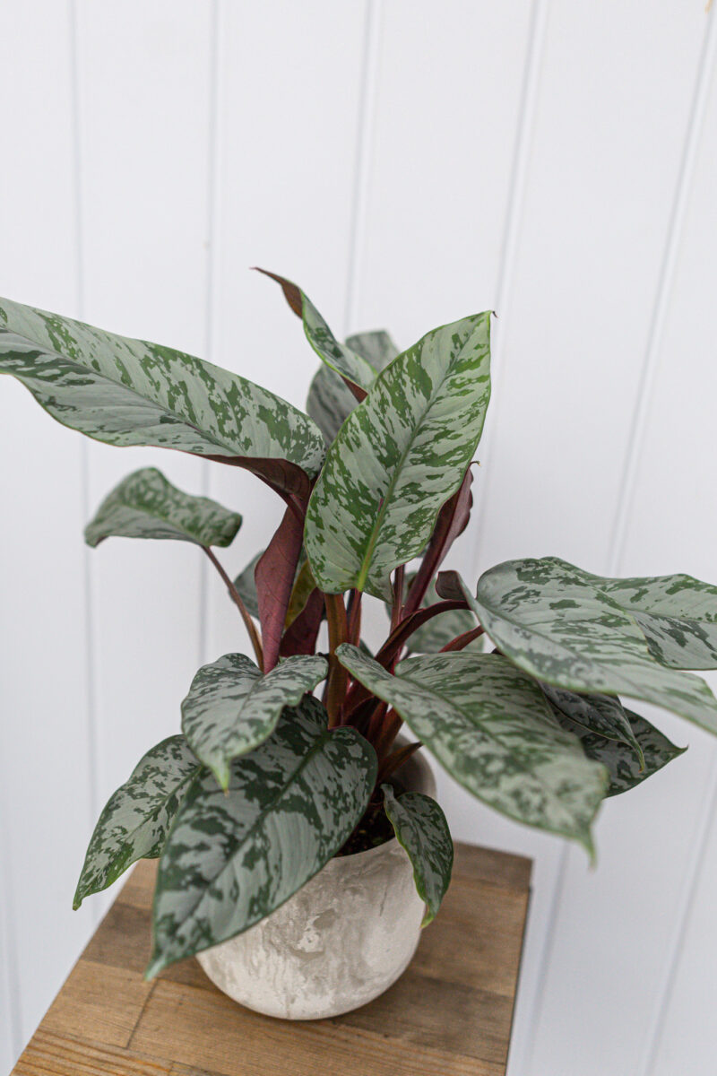 Apoballis acuminatissima ‘Lavallaei’ – Homalomena Purple Sword