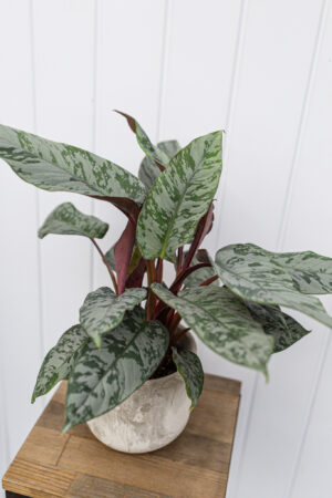 Apoballis acuminatissima ‘Lavallaei’ – Homalomena Purple Sword