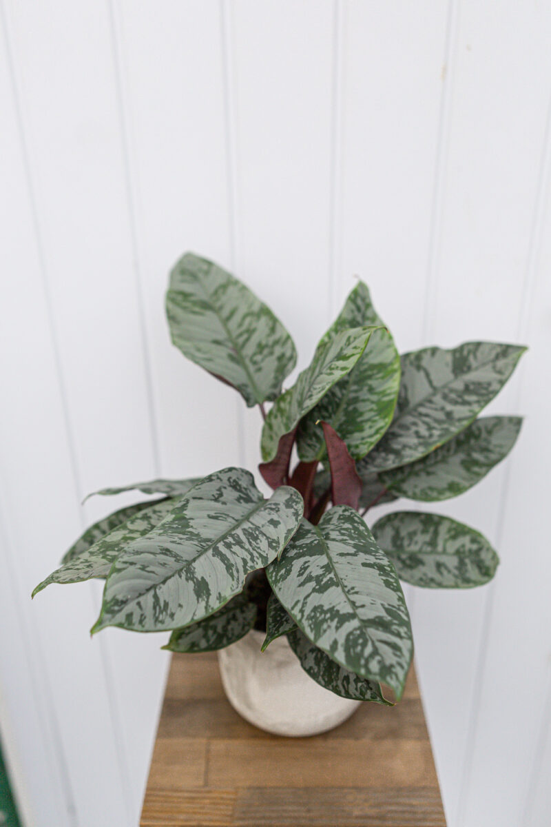 Apoballis acuminatissima ‘Lavallaei’ – Homalomena Purple Sword