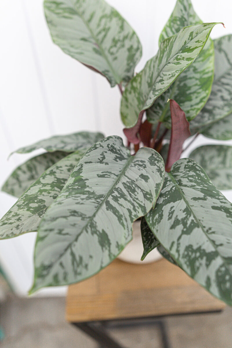 Apoballis acuminatissima ‘Lavallaei’ – Homalomena Purple Sword