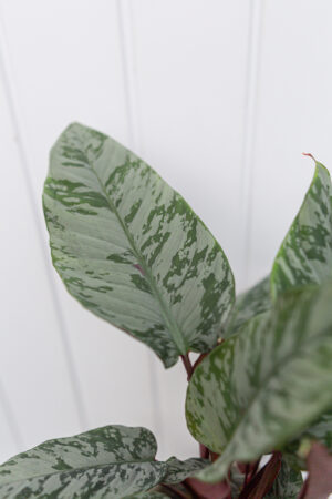 Apoballis acuminatissima ‘Lavallaei’ – Homalomena Purple Sword