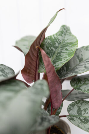 Apoballis acuminatissima ‘Lavallaei’ – Homalomena Purple Sword