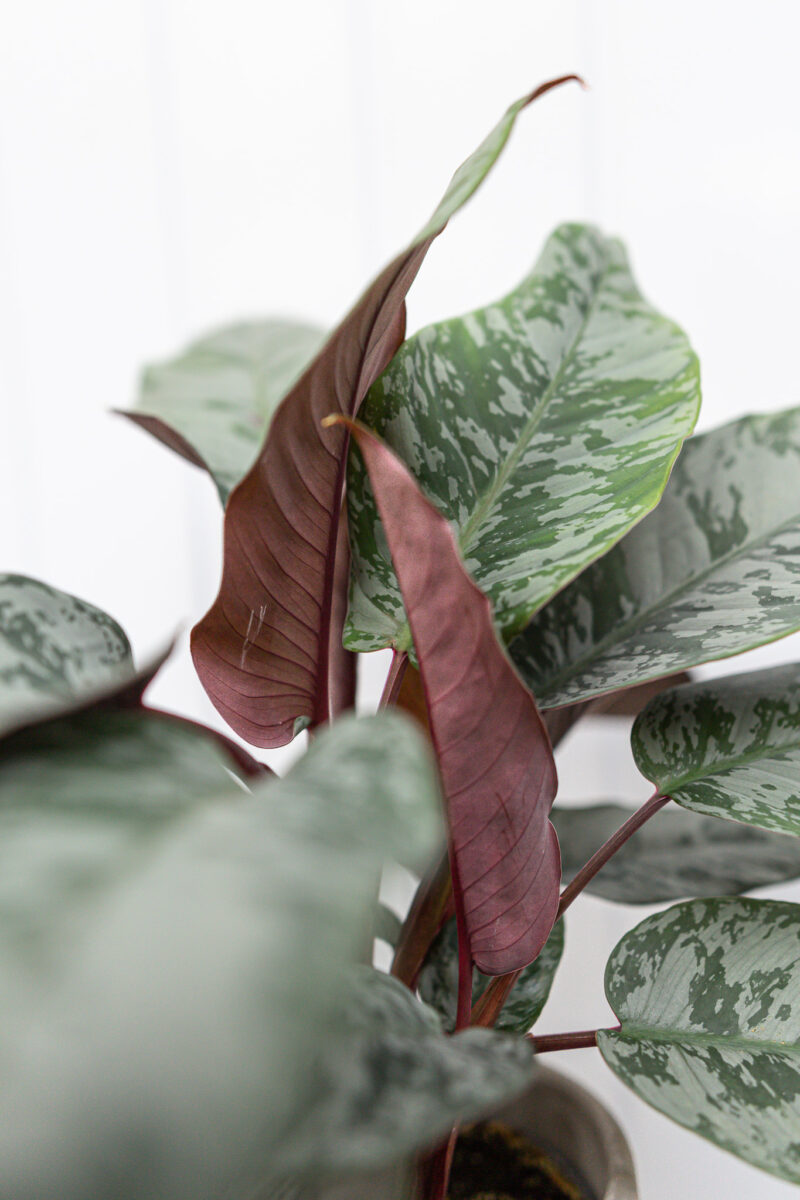 Apoballis acuminatissima ‘Lavallaei’ – Homalomena Purple Sword