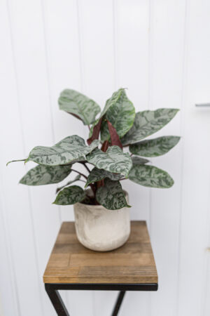 Apoballis acuminatissima ‘Lavallaei’ – Homalomena Purple Sword