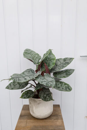 Apoballis acuminatissima ‘Lavallaei’ – Homalomena Purple Sword