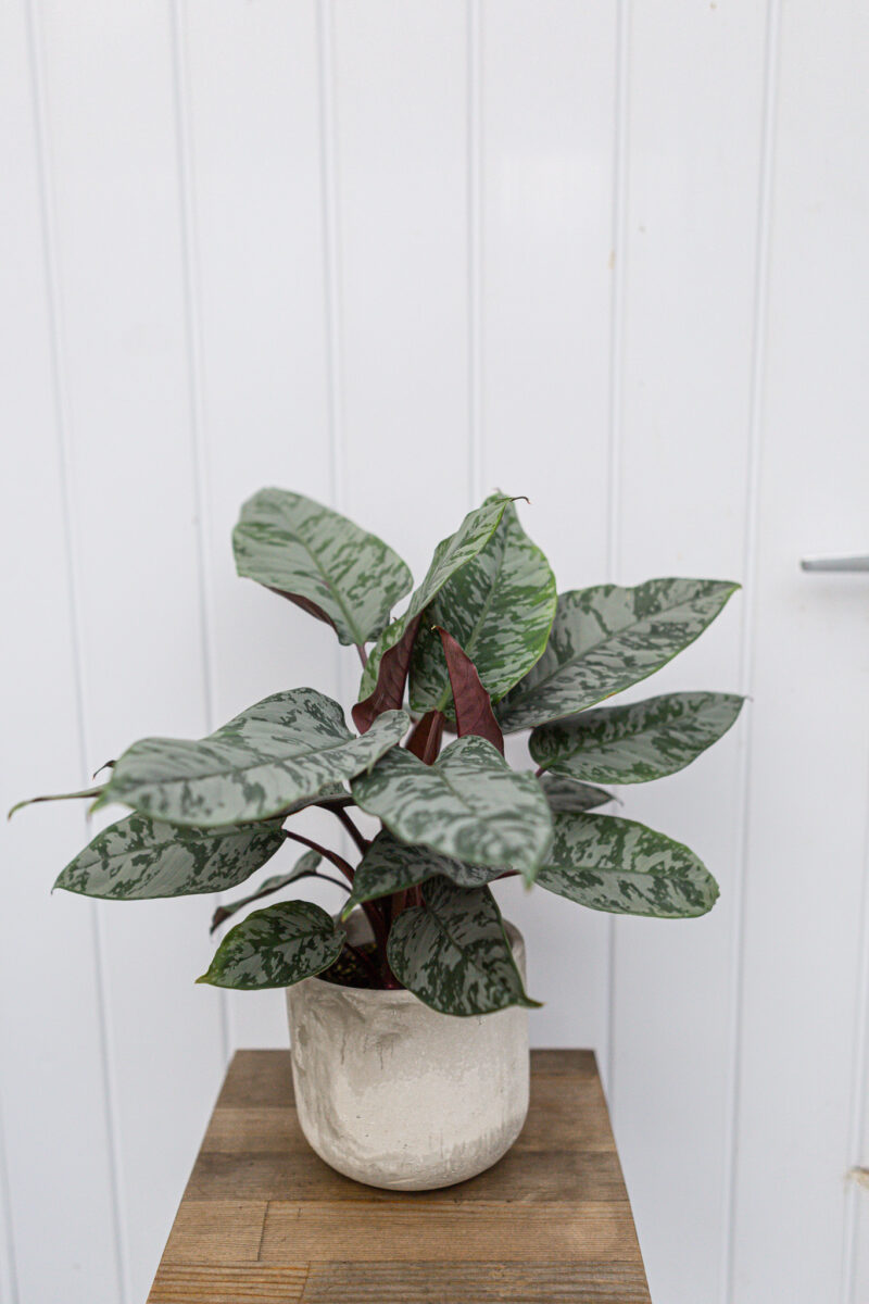 Apoballis acuminatissima ‘Lavallaei’ – Homalomena Purple Sword