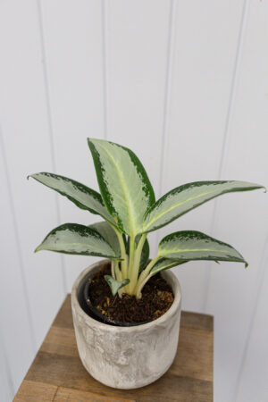 Aglaonema ‘Green Bowl’