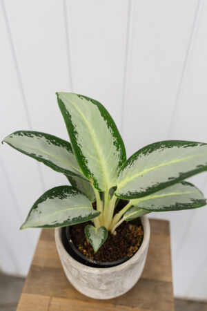 Aglaonema ‘Green Bowl’