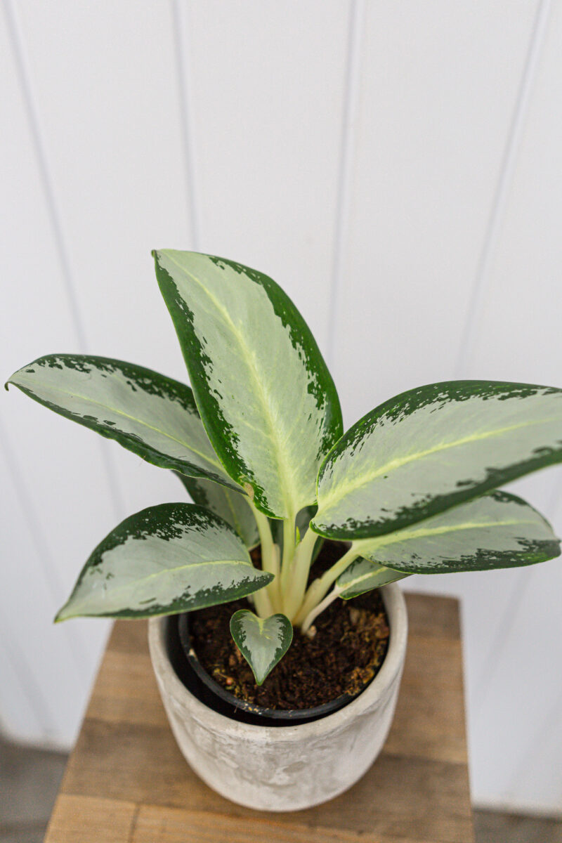 Aglaonema ‘Green Bowl’