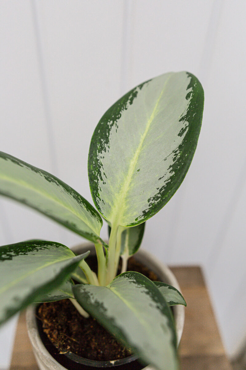 Aglaonema ‘Green Bowl’