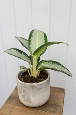 Aglaonema ‘Green Bowl’