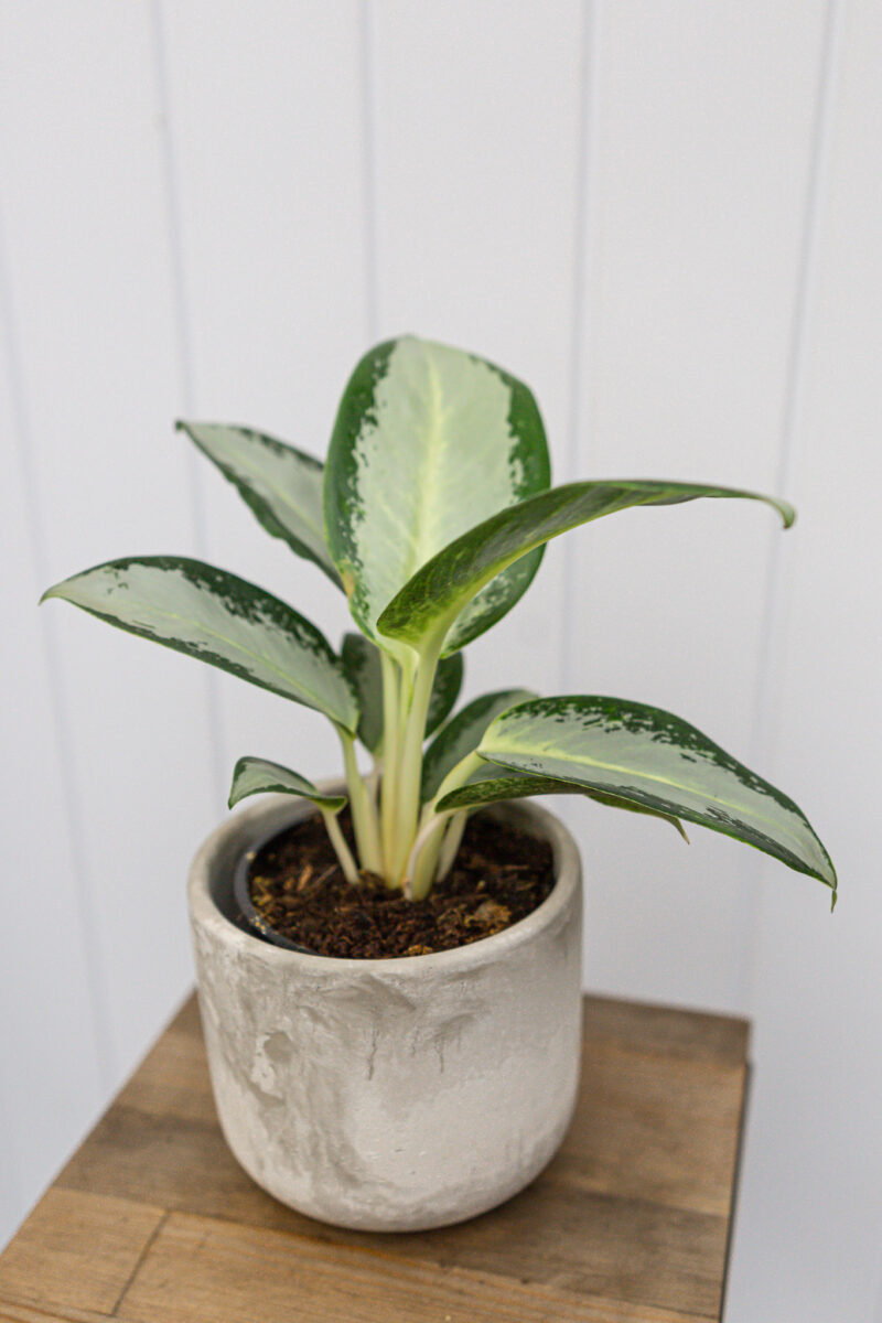Aglaonema ‘Green Bowl’