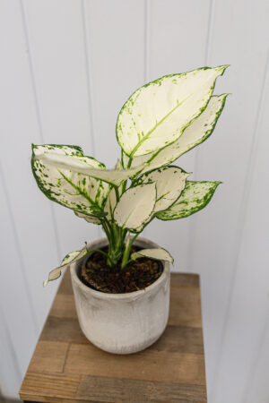 Aglaonema ‘Super White’