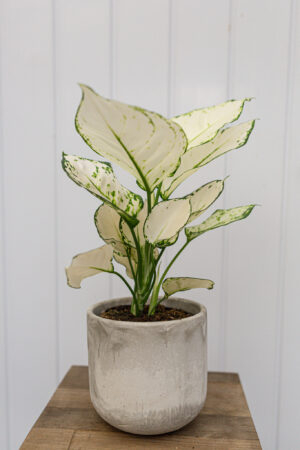 Aglaonema ‘Super White’