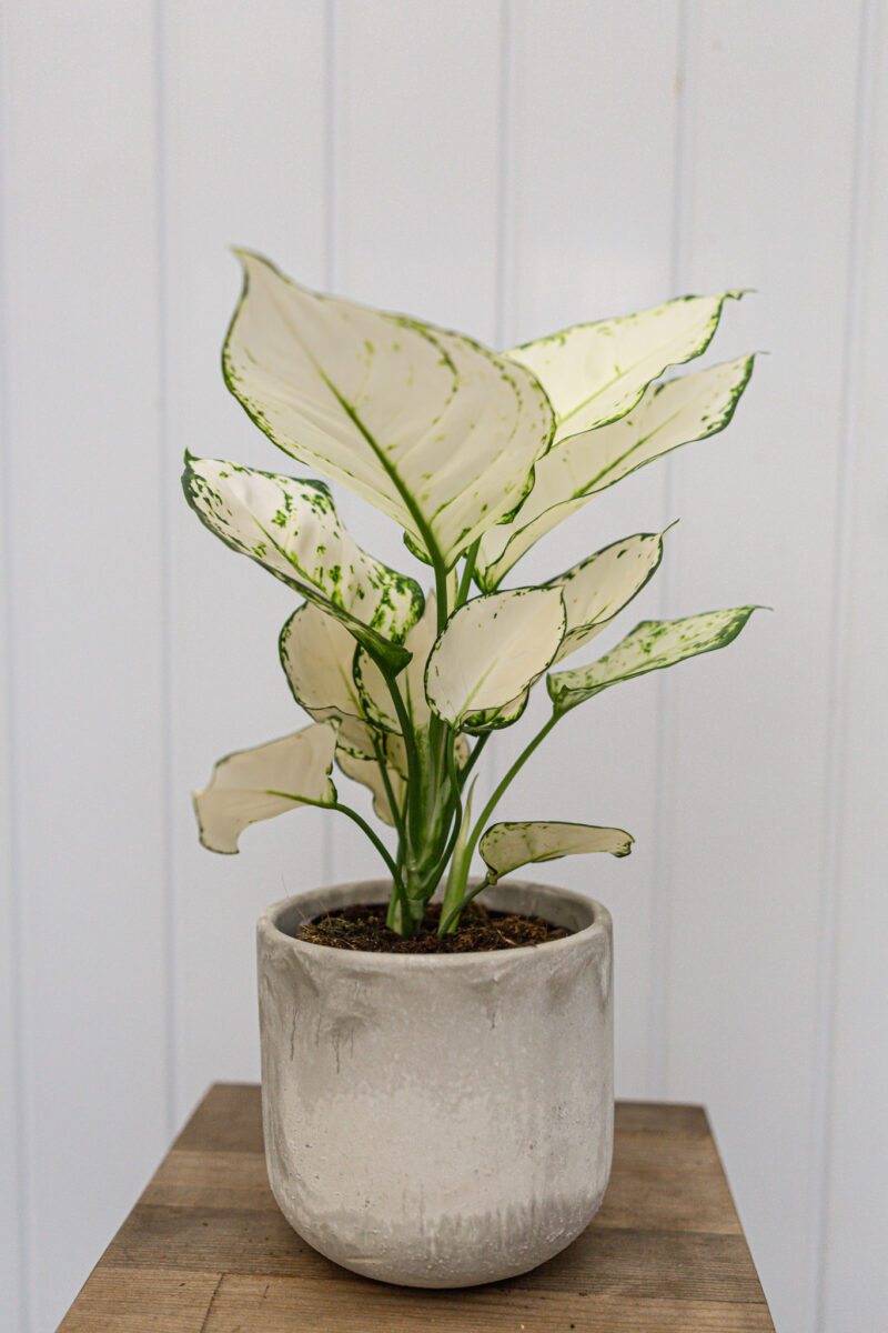 Aglaonema ‘Super White’