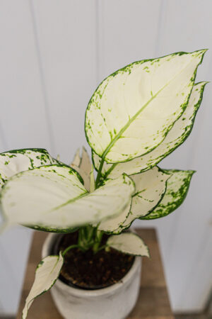 Aglaonema ‘Super White’