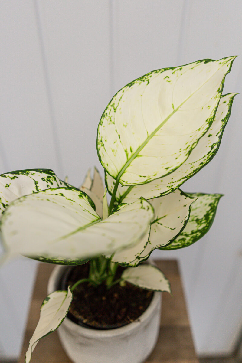 Aglaonema ‘Super White’