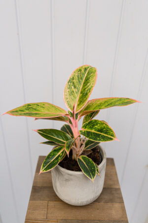 Aglaonema ‘Striptease’