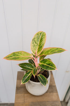 Aglaonema ‘Striptease’