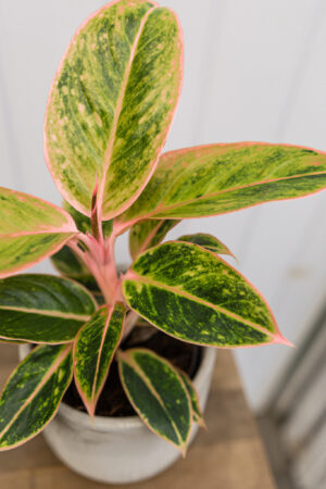 Aglaonema ‘Striptease’