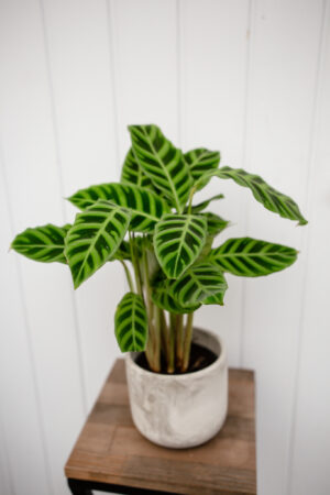 calathea zebrina