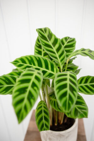 calathea zebrina